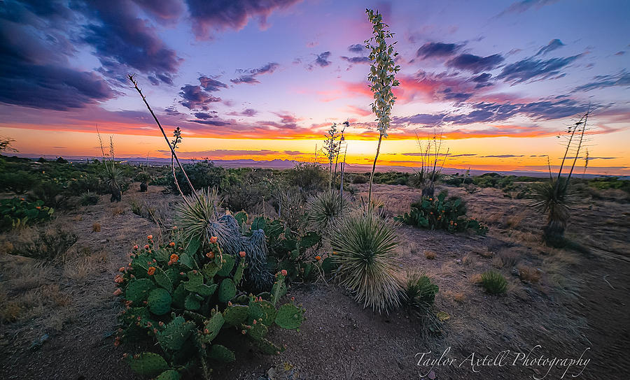 Desert Photograph - Desert Blooms on a sundown over the Dona Anas by Taylor Axtell