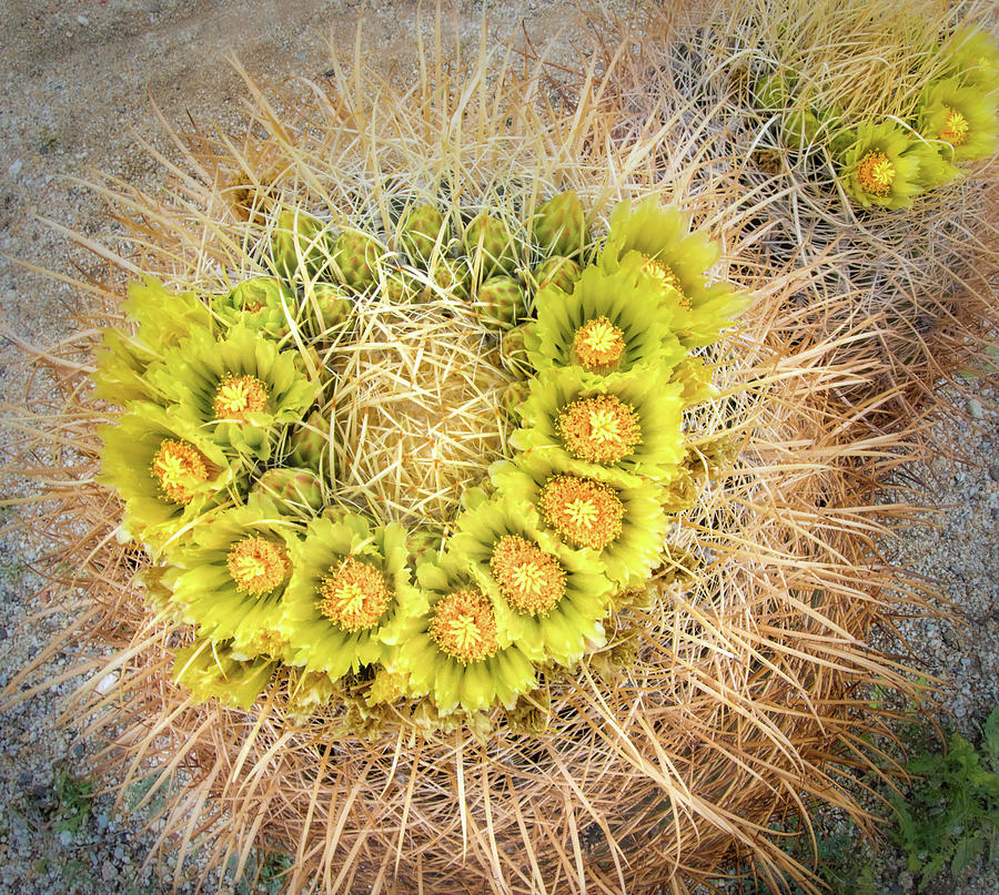 Desert Blooms Photograph by Rebecca Herranen