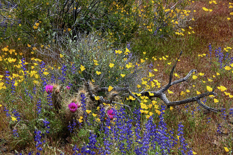 Desert Blooms Photograph by Teresa Wilson