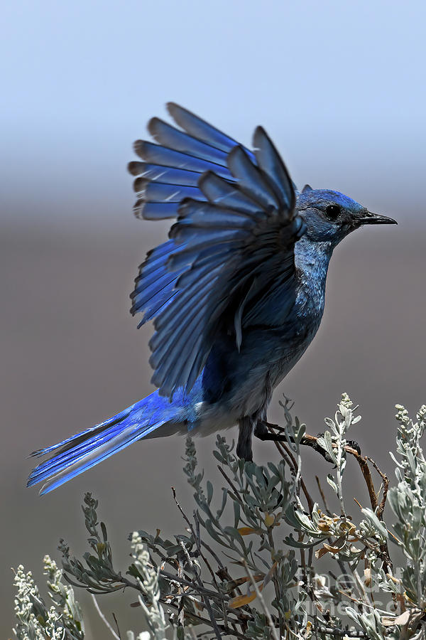 Bluebird Photograph - Desert Blue by Michael Dawson