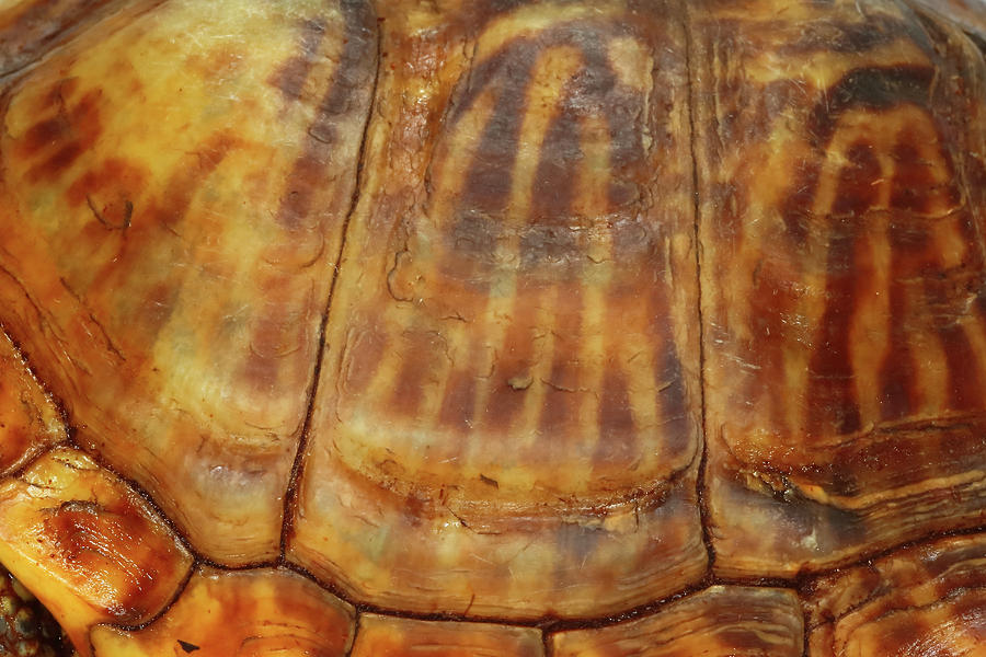 Desert Box Turtle Shell as Art Photograph by Michael Redmer - Fine Art ...