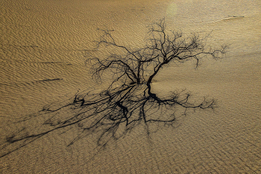 Desert Branches Photograph by Garry Gay