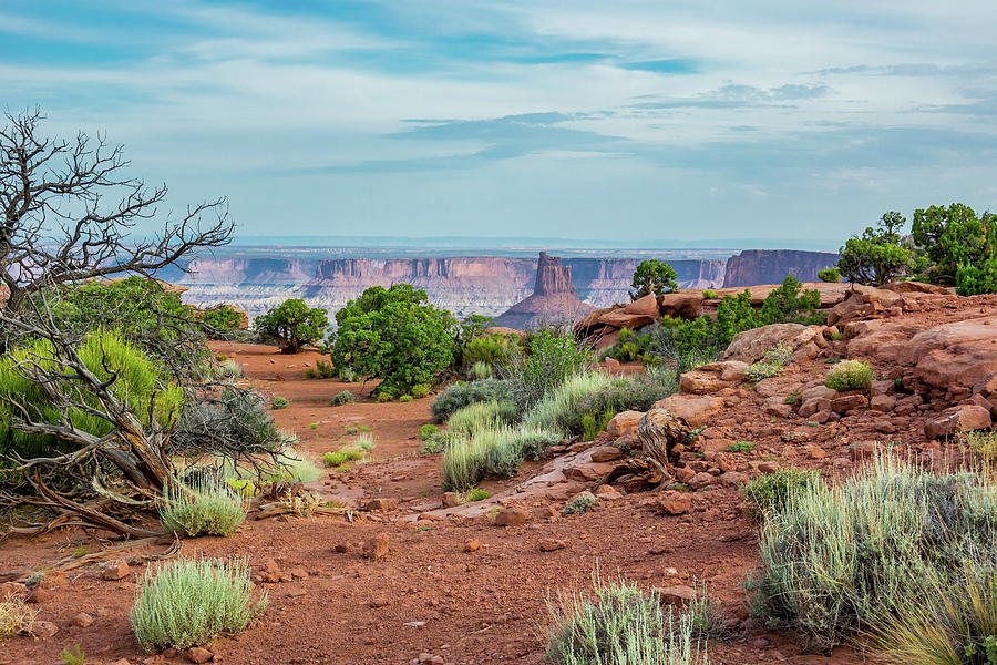 Desert Brush in Front of Canyon in Island in the Sky Photograph by Kelly VanDellen