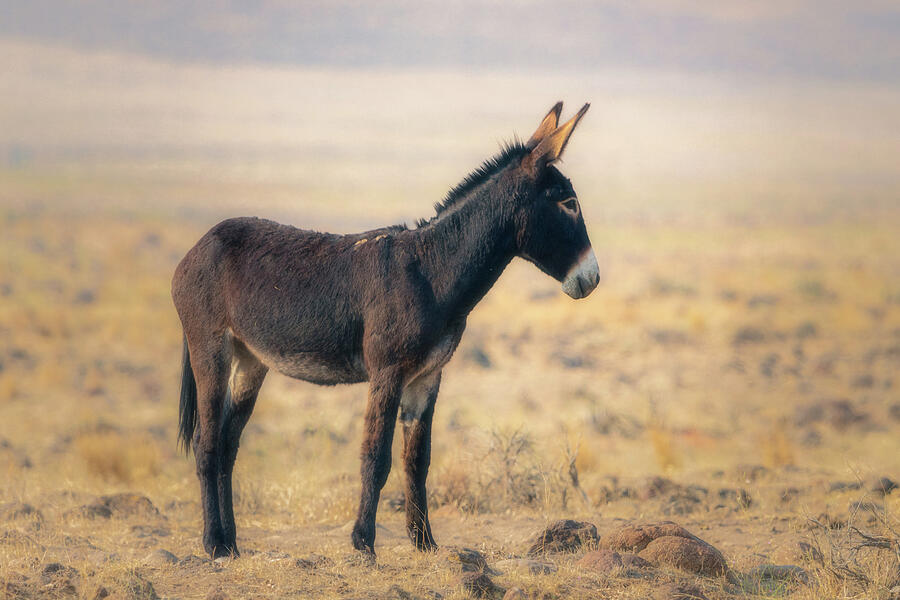 Nature Photograph - Desert Burro in Profile by Mike Lee