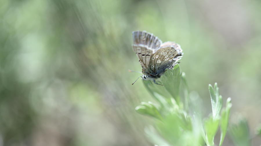 Desert Butterfly  Photograph by Leanna Kotter