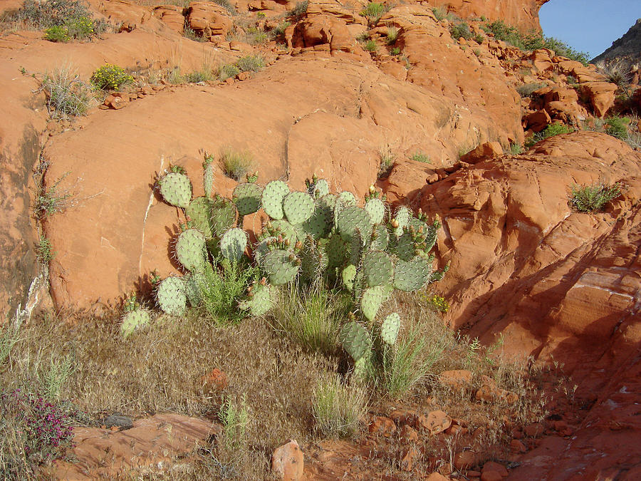 Desert Cactus #2 Photograph by Annie Sliman