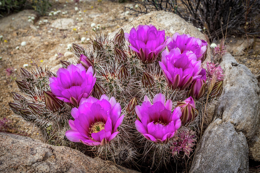 Desert Cactus Bloom Photograph by Peter Tellone