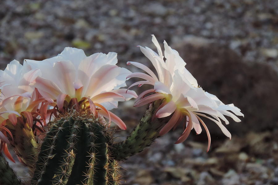 Desert Cactus Blooms Photograph by Bill Tomsa