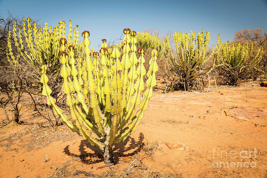 Desert Cactus Candelabra Tree Photograph