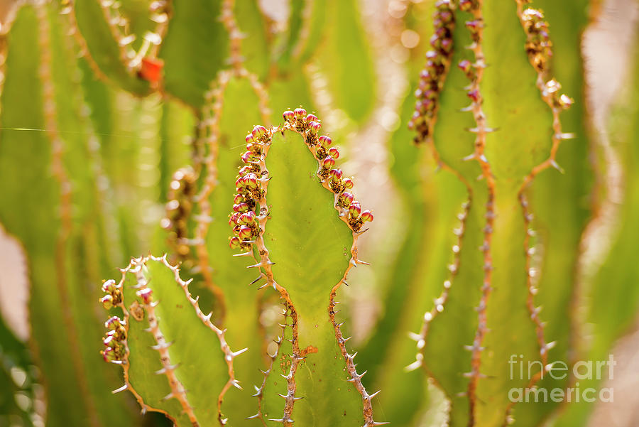 Desert Cactus Detail Photograph by THP Creative