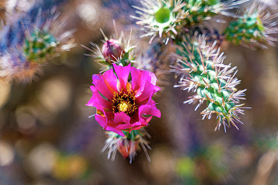 Desert Cactus Flower Photograph