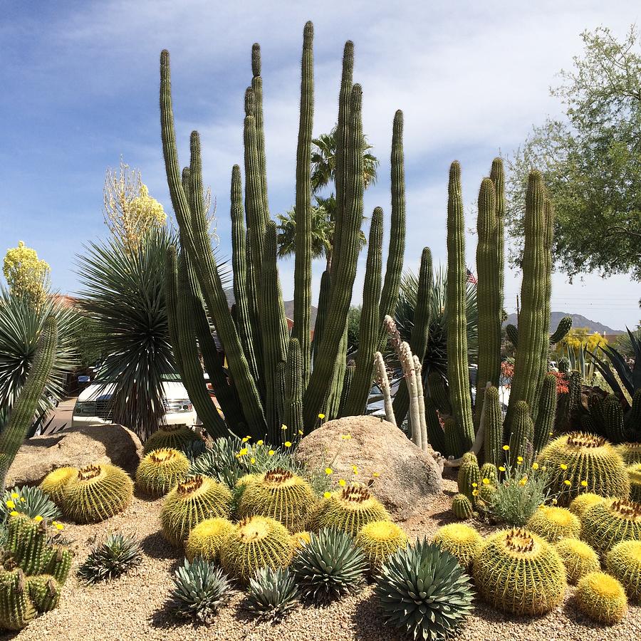 Desert Cactus Photograph by Marty Wheeler - Fine Art America