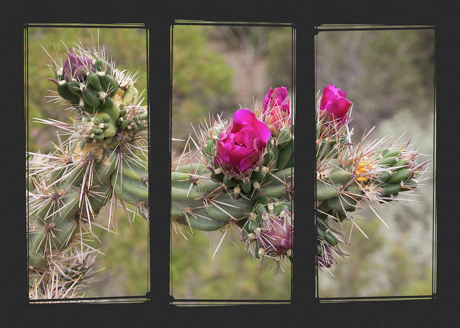 Desert Cactus Triptych Photograph by Patti Deters