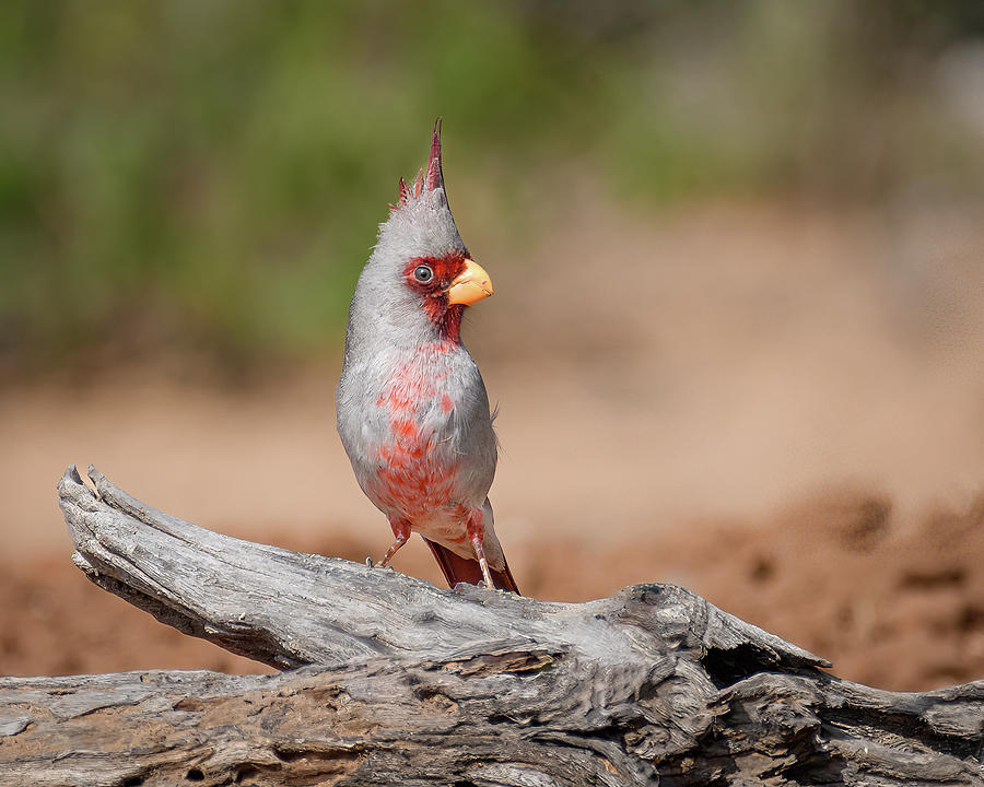 Desert Cardinal Photograph by Robert Miller