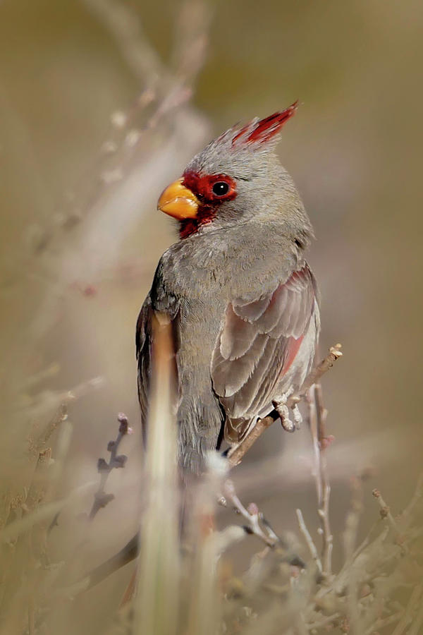 Desert Cardinal Song Bird Photograph by Sandra Js