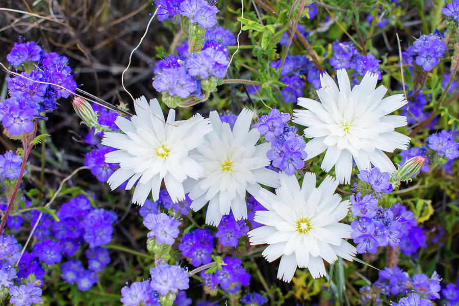 Desert Chicory and Phacelia Photograph by Kyle Hanson