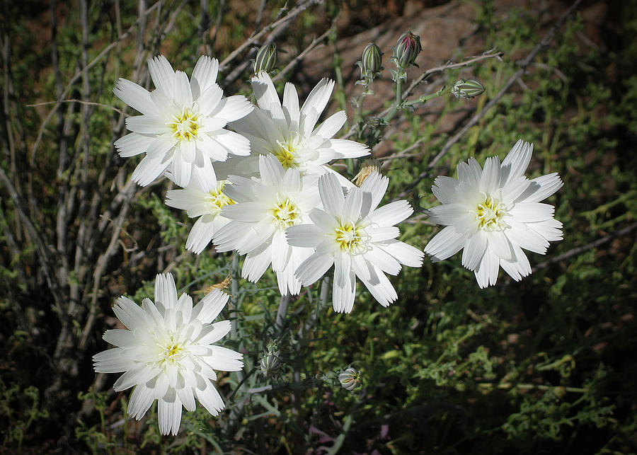 Desert Chicory Cluster Photograph by Martha Miller