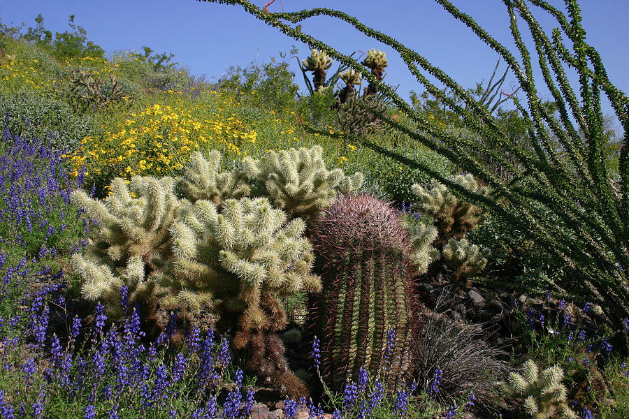 Desert Cholla - Spring  Wildflowers Photograph by Gene Taylor