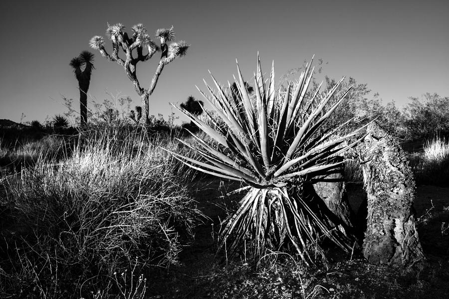 Desert Photograph by Christina Felschen