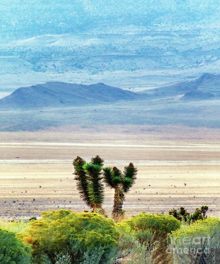 Desert Colors Photograph by Bobbie Turner