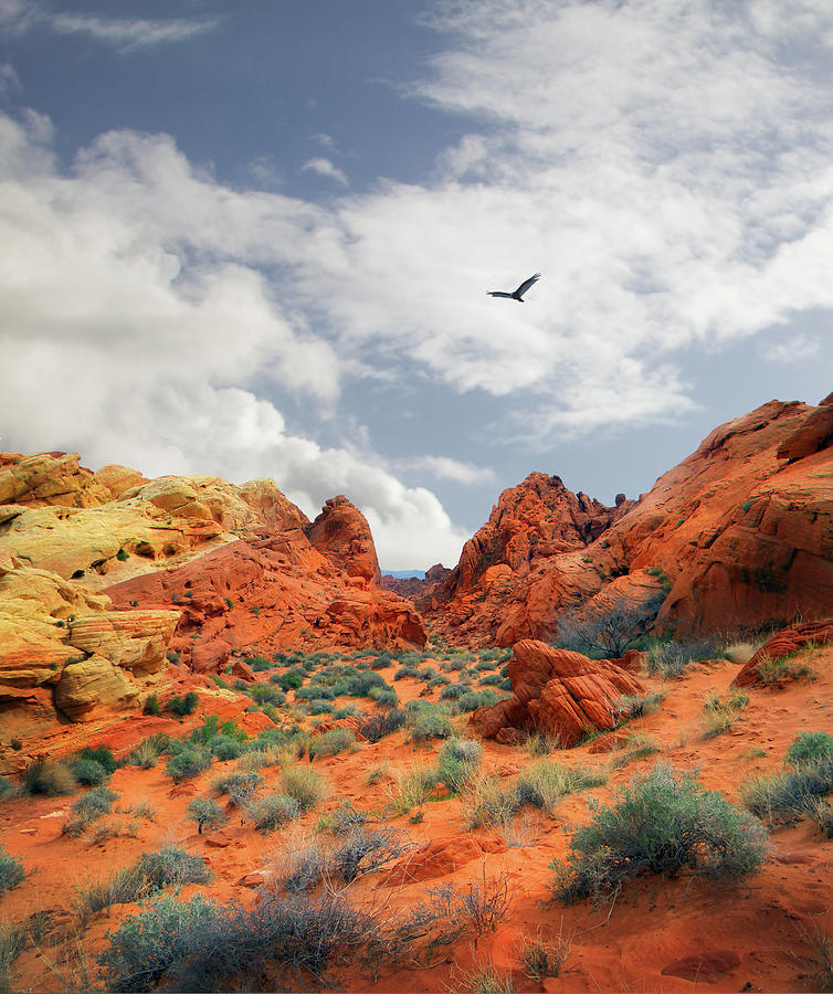 Desert Colors Photograph by Frank Wilson