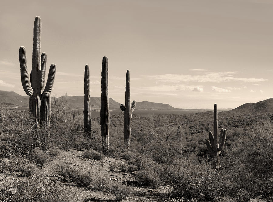 Mountain Photograph - Desert Companions by Gordon Beck
