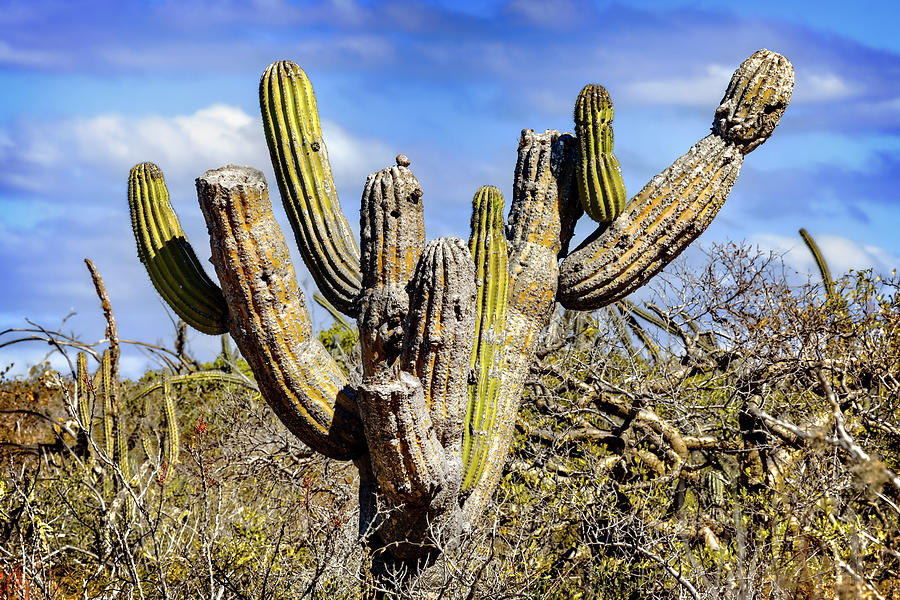 Desert Cardon Photograph by Kelley King