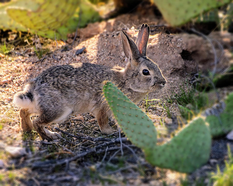 Desert Cottontail 24470 Photograph by Mark Myhaver