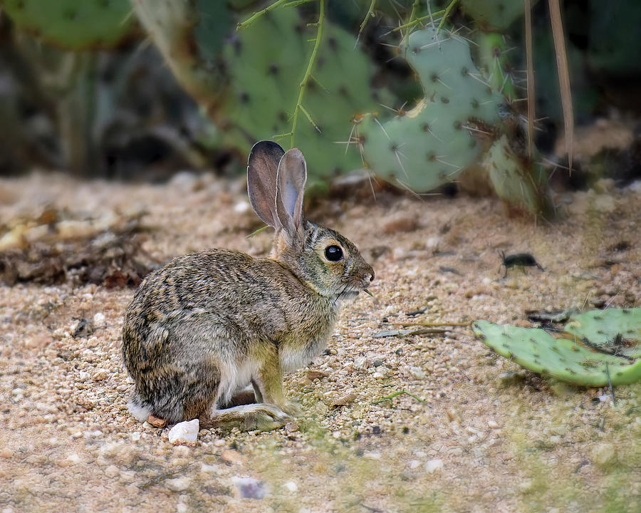 Desert Cottontail 24506 Photograph by Mark Myhaver