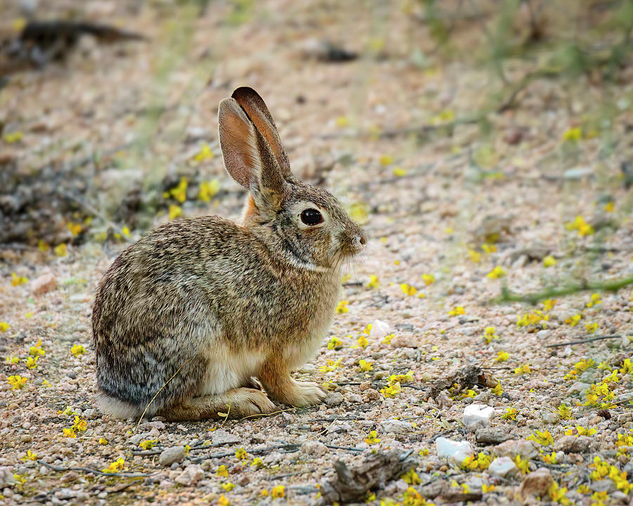 Desert Cottontail 24806 Photograph by Mark Myhaver