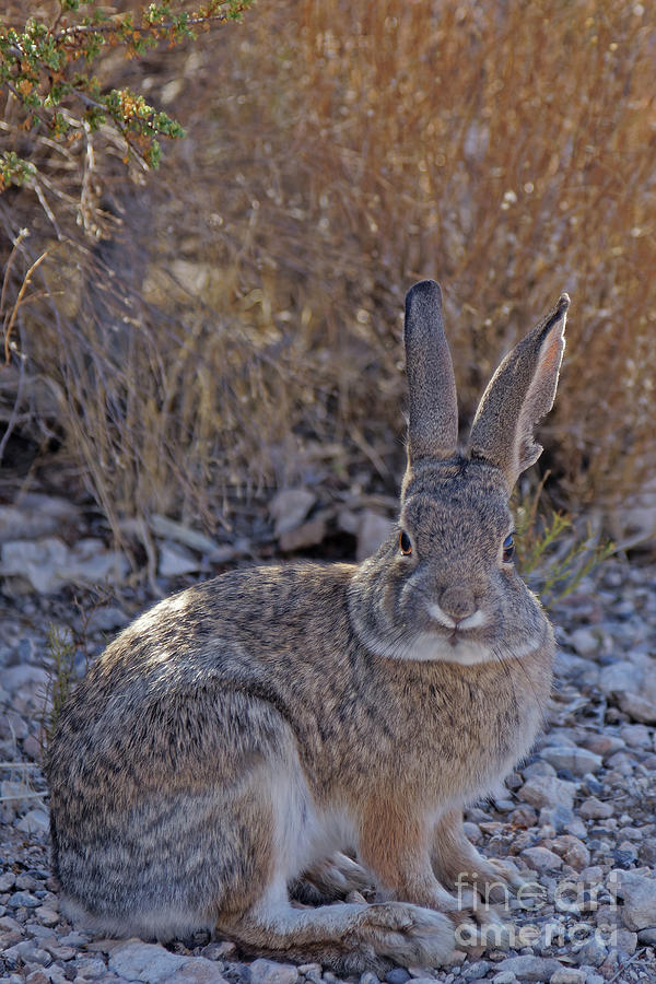 Desert Cottontail Photograph by Natural Focal Point Photography
