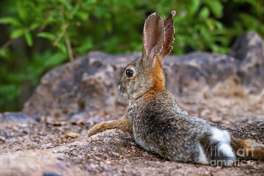 Desert Cottontail Rabbit Lounging in the Hot Arizona Heat Photograph by