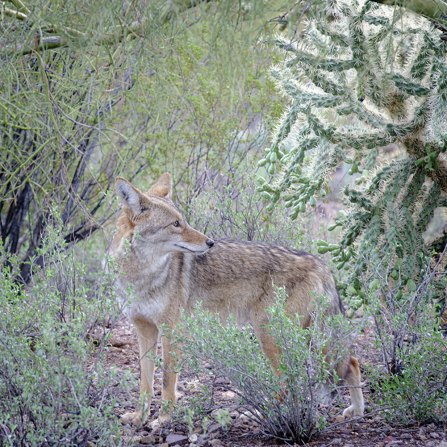Desert Coyote Photograph by Mary Lee Dereske