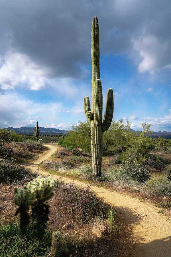 Desert Curves Photograph by Eric Mischke - Fine Art America