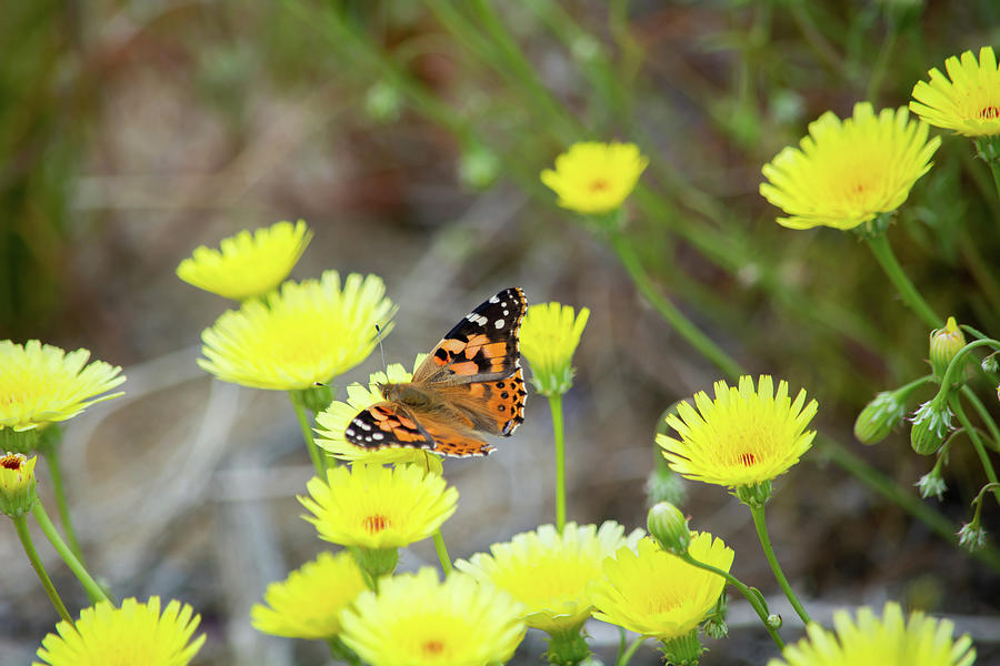 Desert Dandelion Butterfly Photograph by Kyle Hanson