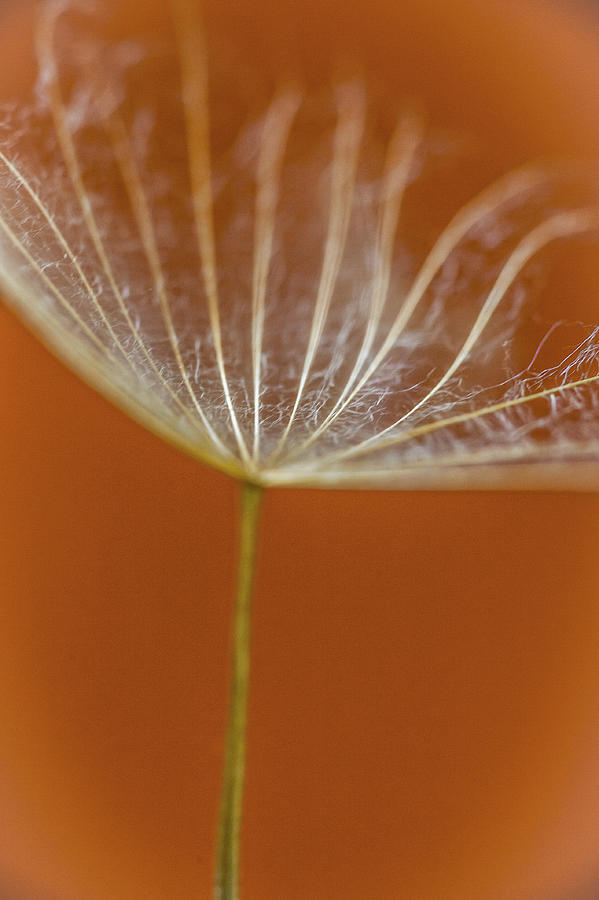 Desert Dandelion Photograph by Iris Greenwell