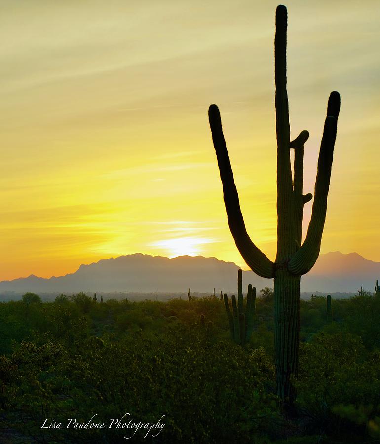 Desert Dawn by Lisa Pandone Desert Dawn by Lisa Pandone
