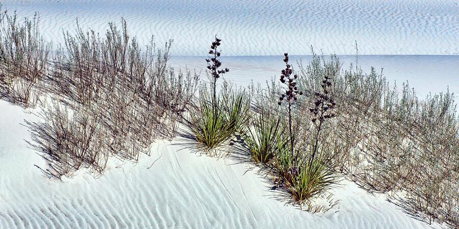 Desert Designs - White Sands - Yucca - Color Photograph by Nikolyn McDonald