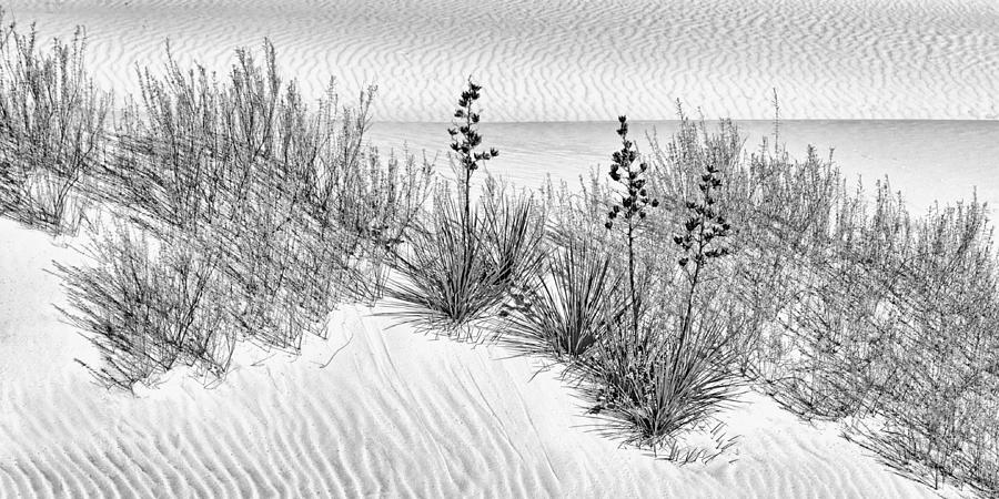 Black And White Photograph - Desert Designs - White Sands - Yucca by Nikolyn McDonald