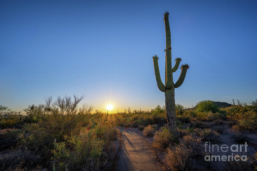 Desert Discovery Nature Trail Sunset Photograph by Michael Ver Sprill