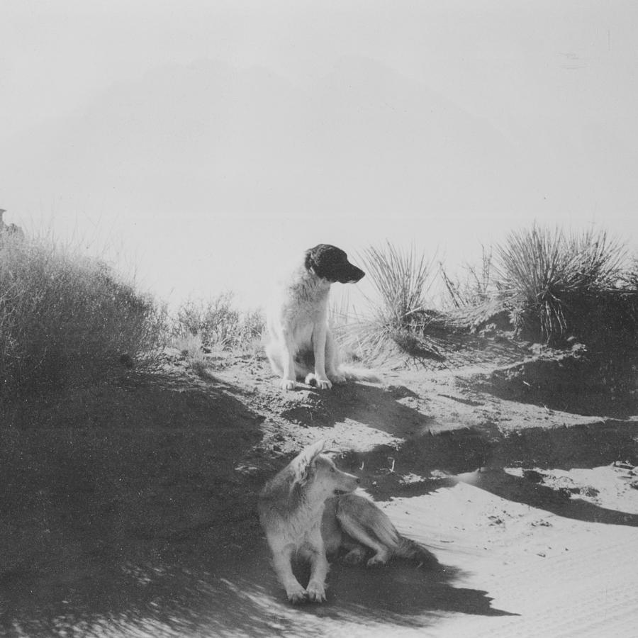 Mans Best Friend Photograph - Desert Dogs by Thomas Dans Mans Best Friend Photograph - Desert Dogs by Thomas Dans