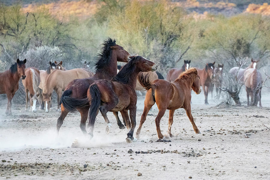 Desert Drag Racing Photograph by Cathy Franklin