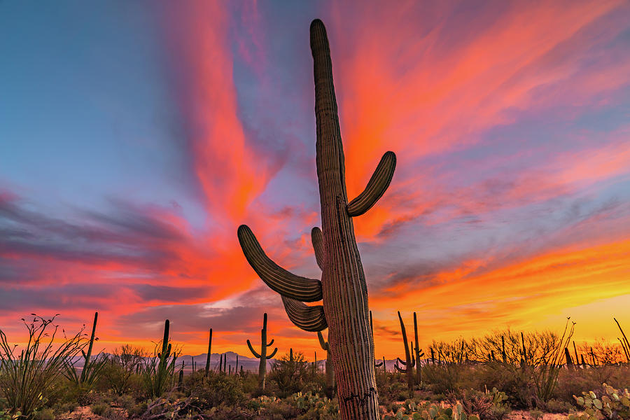 National Parks Photograph - Saguaro Dream by Steve Luther