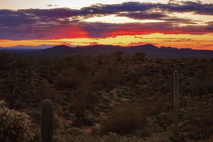 Nature Photograph - Desert Dreams by Rick Furmanek
