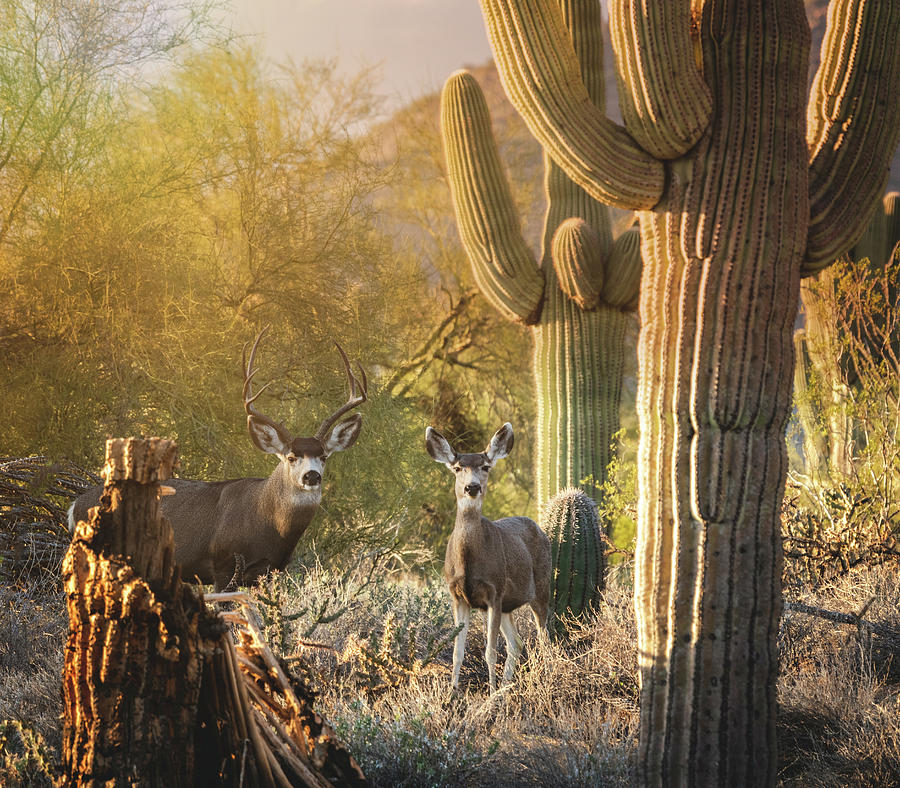 Desert Dwellers Of The Sonoran  Photograph by Saija Lehtonen