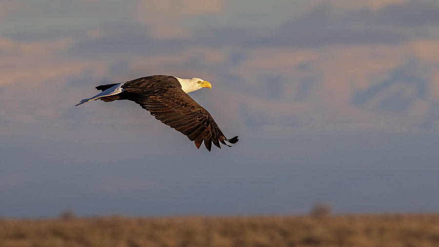 Desert Eagle In Warm Light Photograph