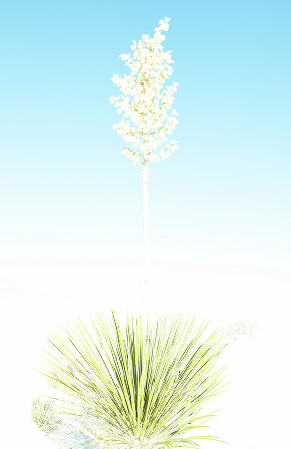 Desert Elegance at White Sands Photograph by Rebecca Herranen Desert Elegance at White Sands Photograph by Rebecca Herranen
