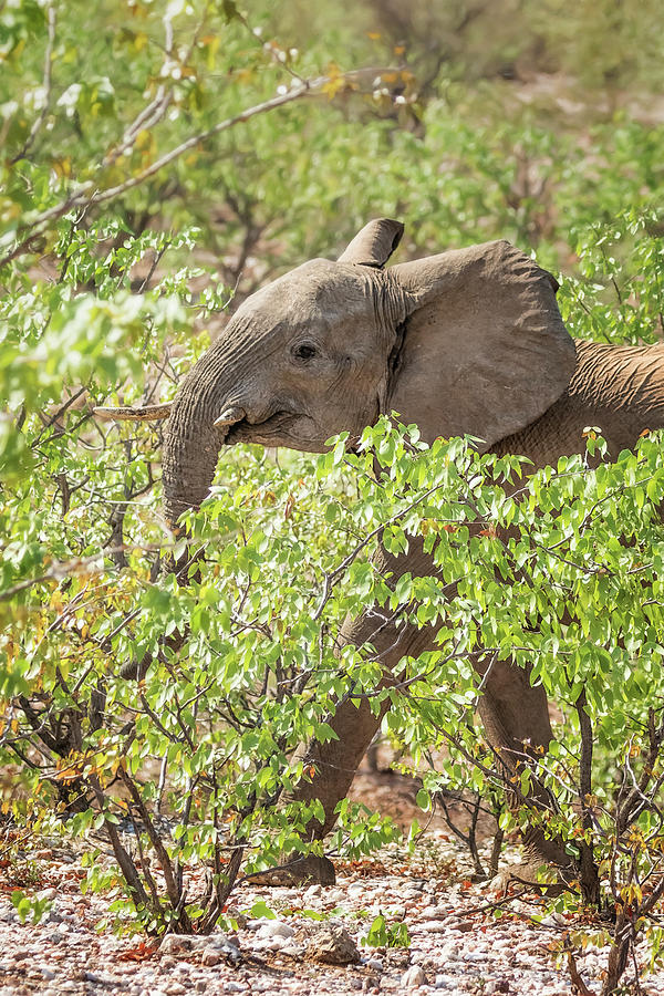 Desert Elephant Calf at Grootberg Photograph by Belinda Greb