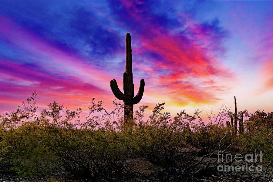 Desert Evening  Photograph by Jon Burch Photography