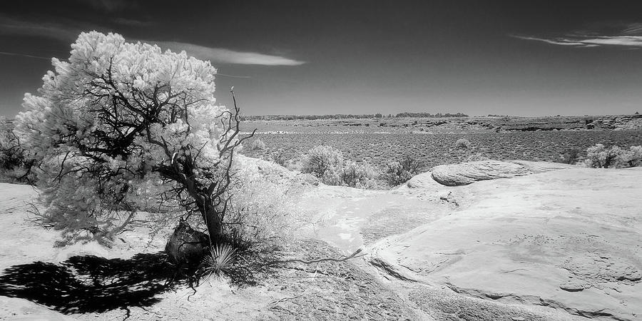 Desert exploration infrared Photograph by Murray Rudd